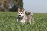 ALASKAN MALAMUTE 177